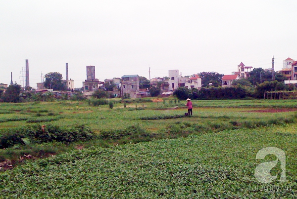 rau muống